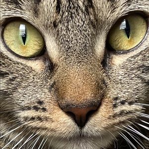 Meet your Posher, Alexander